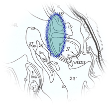 Fall Walleye Location 